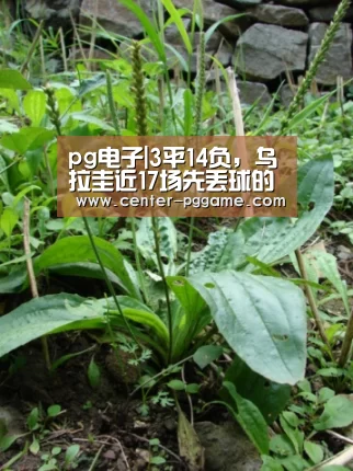 pg电子|3平14负,乌拉圭近17场先丢球的世界杯比赛都没赢(图2) PG电子免费试玩